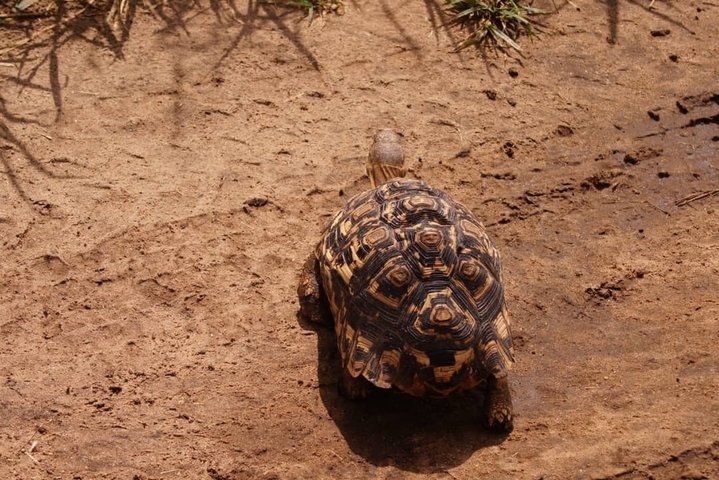       Tortoise on a sandy path.
  