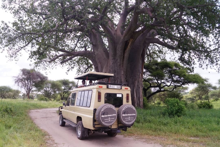       Safari vehicle under a baobab tree.
  