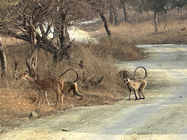       Wildlife on a dirt path in a forest.
  