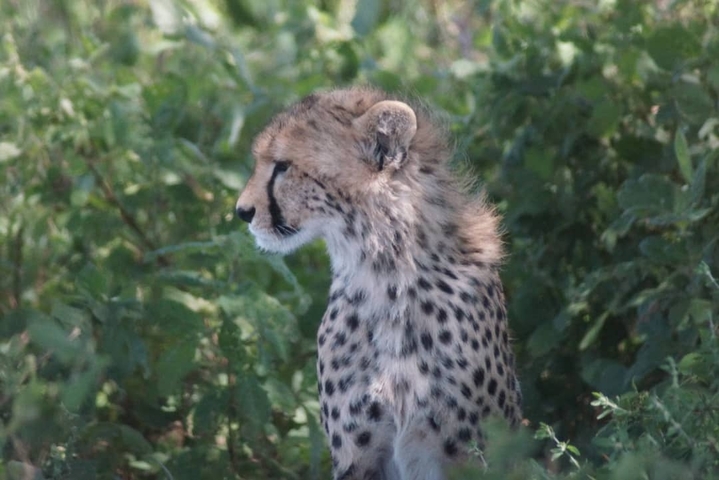       Cheetah sitting among green foliage.
  