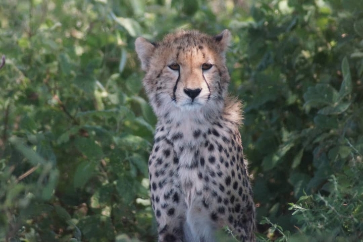       Cheetah facing forward, surrounded by greenery.
  
