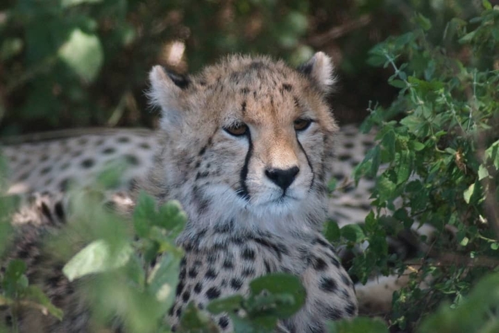       Cheetah resting in the shade of bushes.
  