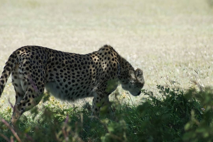      Cheetah grazing near foliage.
  