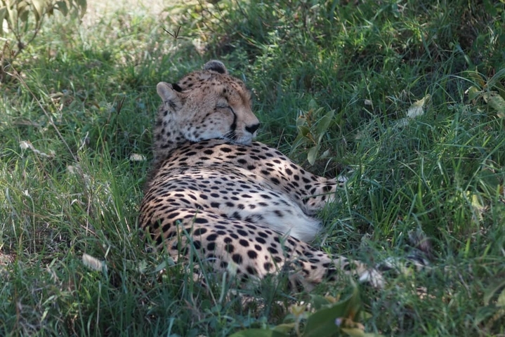       Cheetah resting on grass with eyes closed.
  