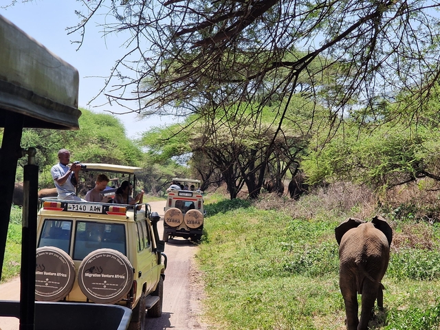       Safari vehicles observing an elephant in the wild.
  