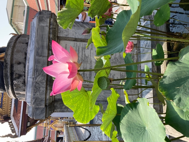 Blooming pink lotus flower in a garden setting.