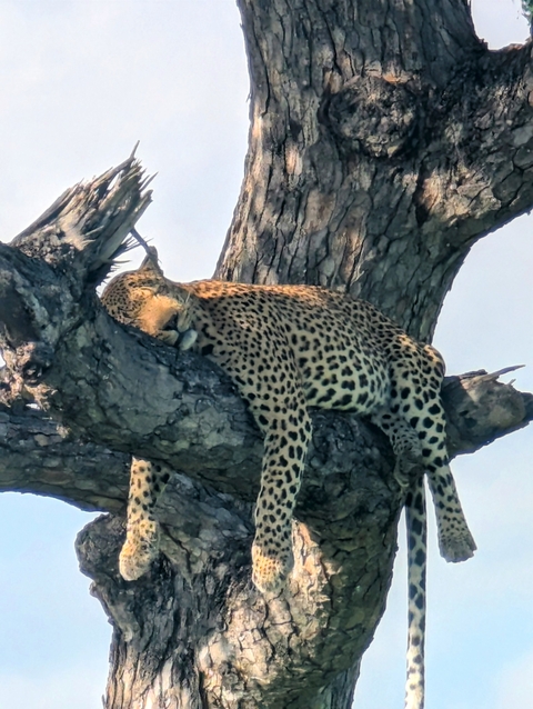 Leopard resting on a tree branch.