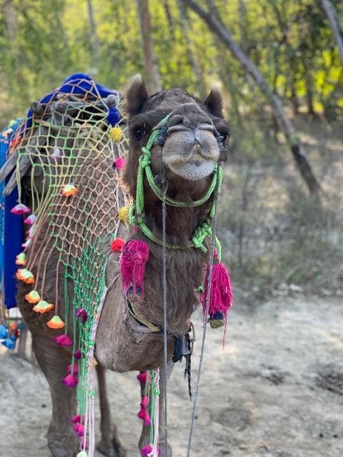       Colorfully adorned camel facing forward.
  