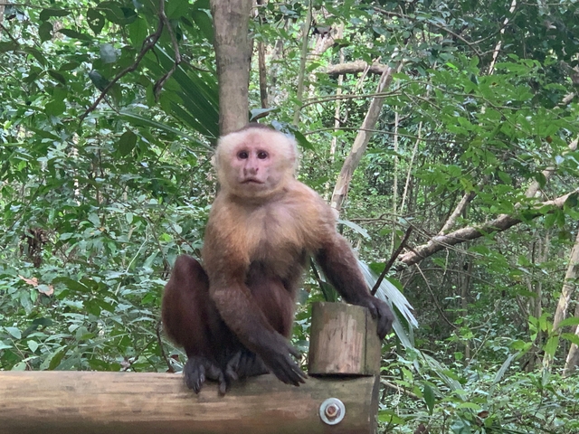A monkey sitting on a wooden post in a forest.