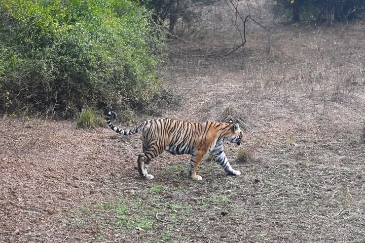 foto de reseña de cliente de Viaje de 8 días al Triángulo de Oro con Ranthambore (Tigres y Amanecer/Puesta de Sol del Taj Mahal) 