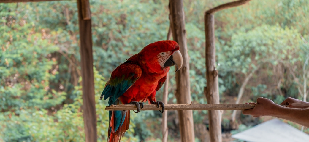       Colorful parrot perched on a wooden bar.
  