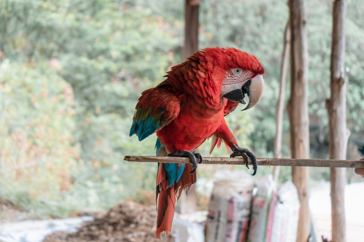       Red parrot looking sideways on a perch.
  