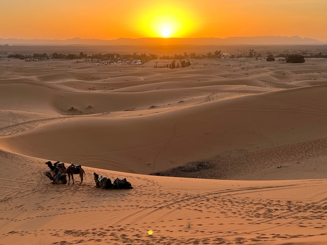       Camels resting in the desert during sunset.
  