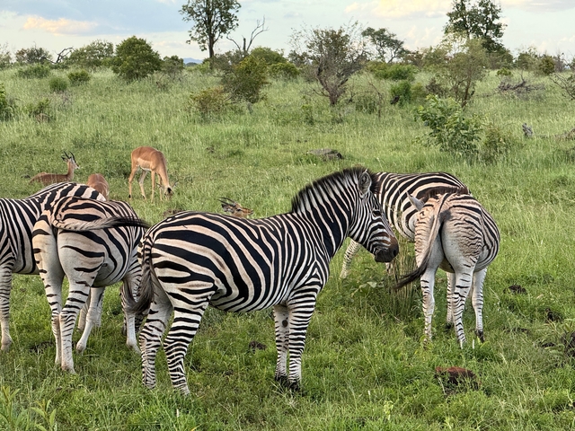       Zebras and antelopes grazing in a grassy field.
  