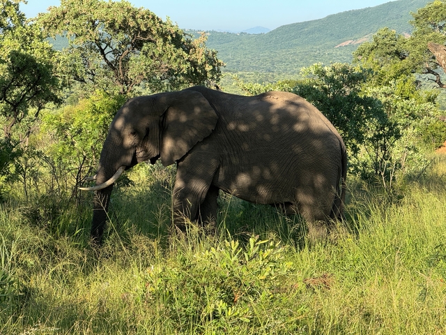       An elephant standing in a grassy area with trees.
  