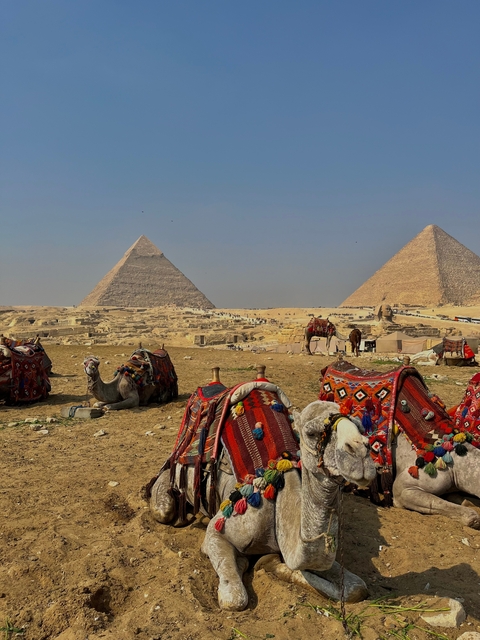 Camels resting near the pyramids.