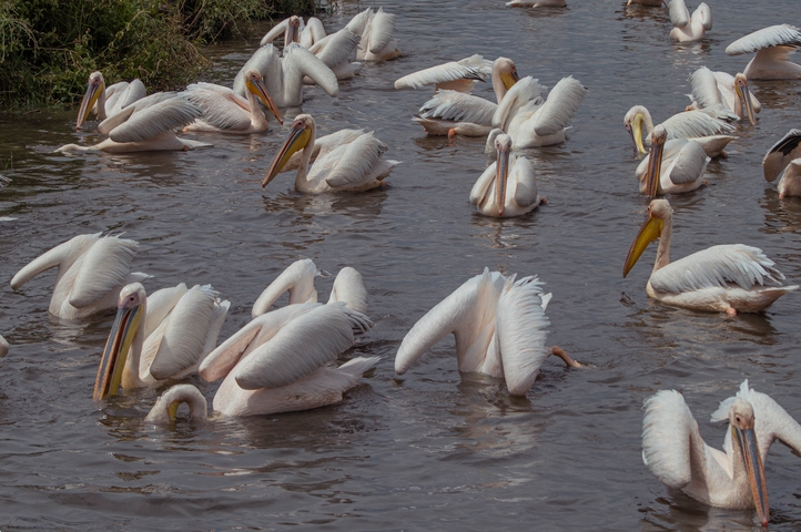       Flock of pelicans swimming in a lake.
  