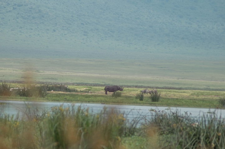       Distant view of a rhinoceros near a water body.
  