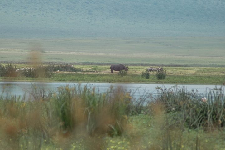       Rhinoceros grazing near a water body.
  