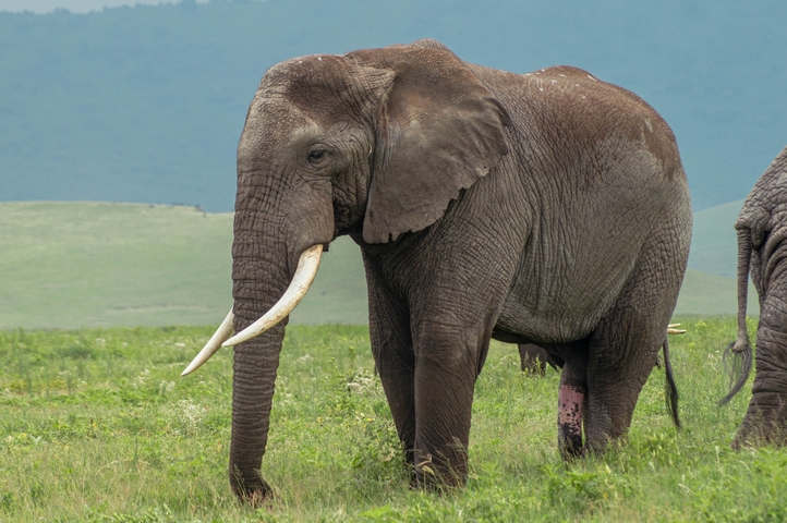       Elephant walking in a field.
  