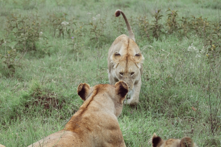       Two lions interacting in a grassy area.
  