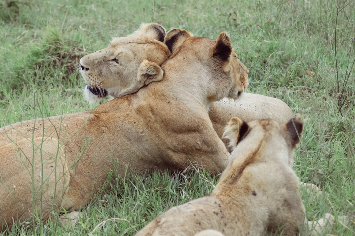       Group of lions resting together in the grass.
  