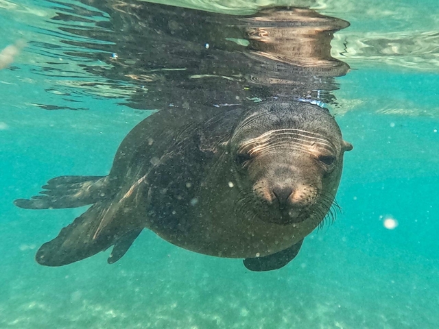 Underwater view of a seal swimming in clear water.