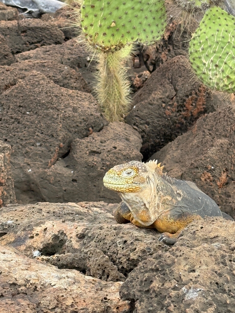 Iguana sitting on volcanic rocks in a rugged terrain.