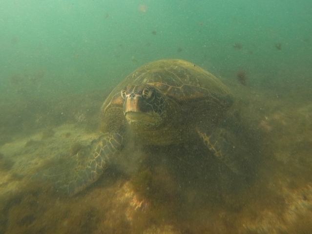 Turtle swimming underwater surrounded by greenish water.