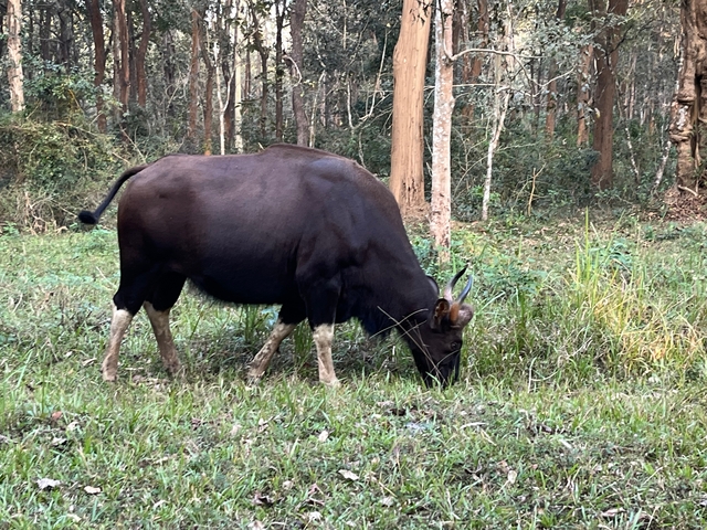       Large horned animal grazing in a forest area.
  