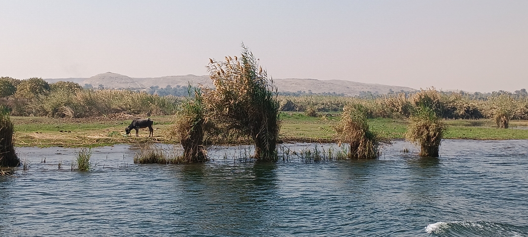       Donkey grazing near a river with reeds.
  