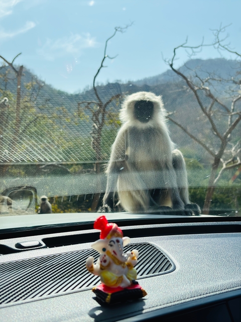       Close-up view of a monkey sitting on a car dashboard with trees in the background.
  