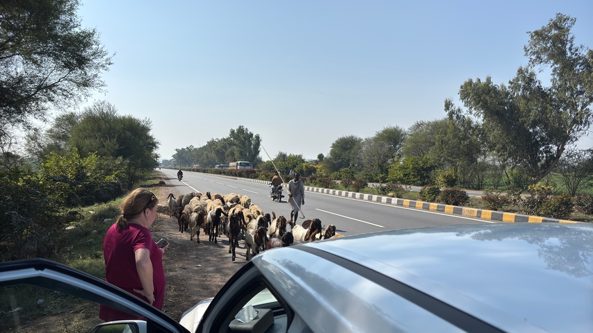       A person watching a herd of goats crossing the road in a rural area.
  