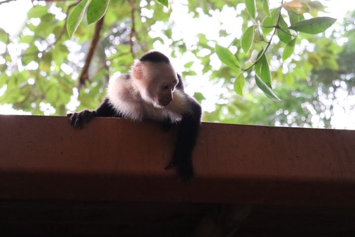 A monkey sitting on a ledge.