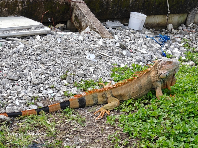 An iguana on rocks.