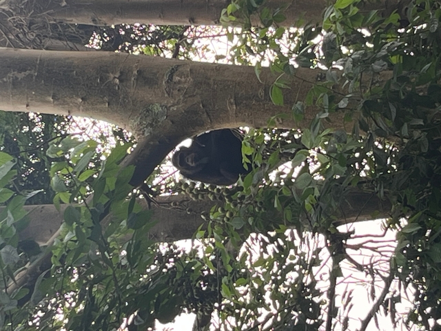 Primate partially obscured by tree foliage