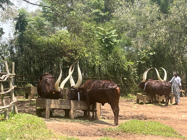Ankole-Watusi cattle with large horns feeding in a natural setting.