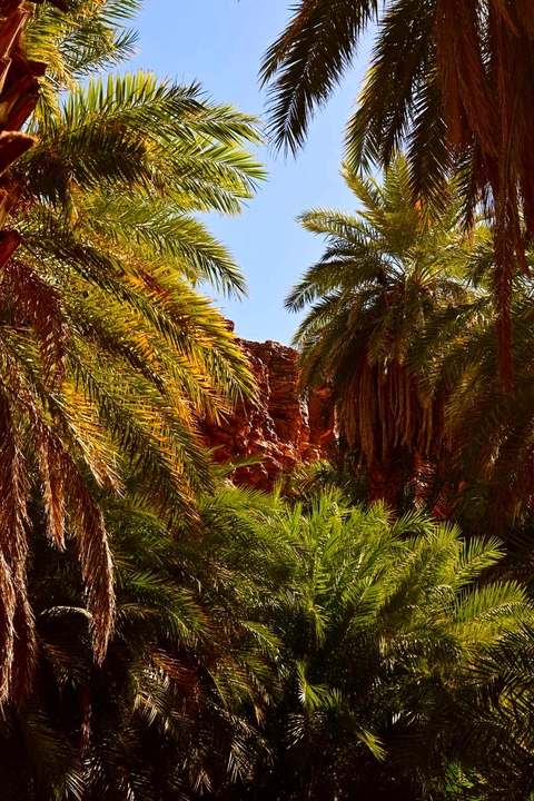       Lush palm trees framing a rocky landscape
  