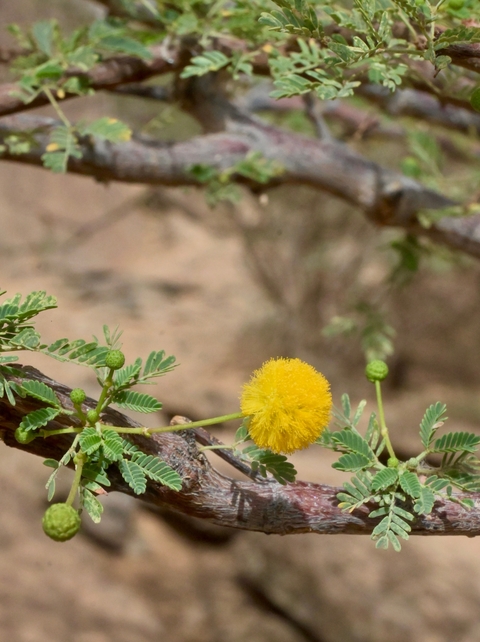       Close-up of a yellow flower on a branch
  
