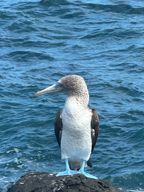 Close-up of a seabird with water in the background