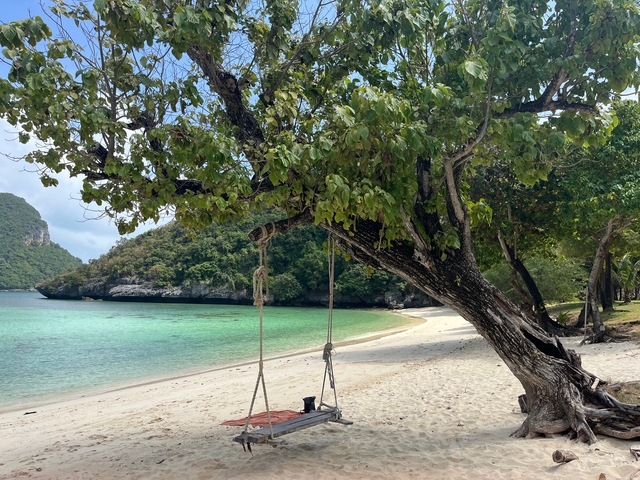 Swing hanging from a tree on a beach