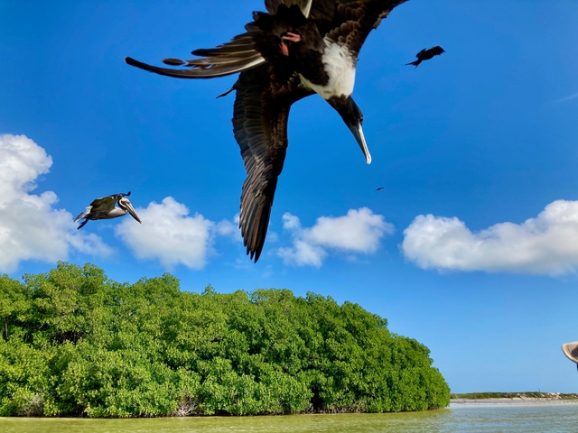       Birds flying over lush green mangroves.
  