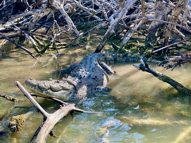 Crocodile resting among mangrove roots in a swamp.