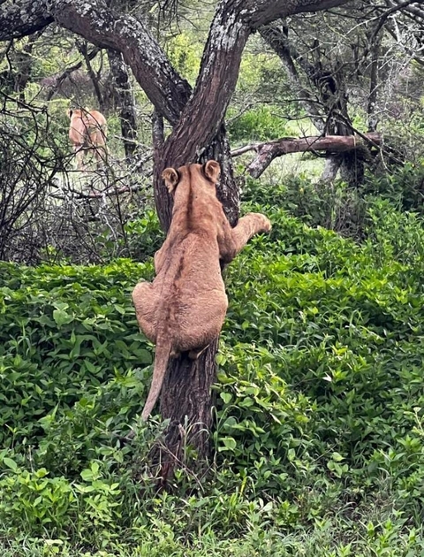       9 Days Best of  Kenya and Tanzania Safari Experience customer review photo 
  