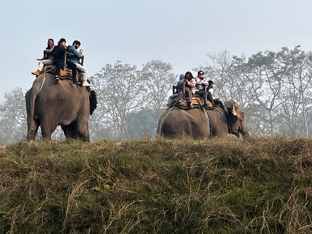 People riding elephants through a grassy area with trees in the background.