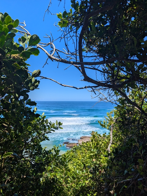 Ocean view through the trees on a sunny day.