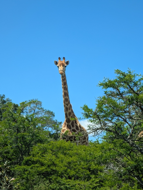 Giraffe peeking through the trees on a sunny day.