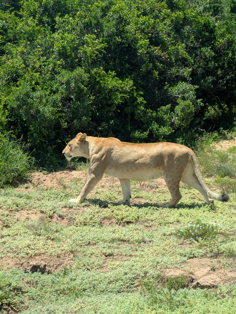 Lioness walking across a grassy field.