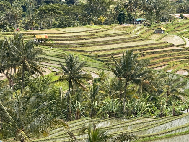 Scenic view of rice terraces with palm trees.