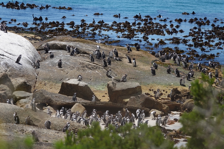 A large group of penguins and other birds on a rocky shoreline with water in the background.